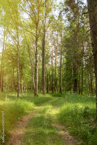 Car tracks in an empty summer forest. A road made by a car in the wilderness. A view of a summer forest with trees.