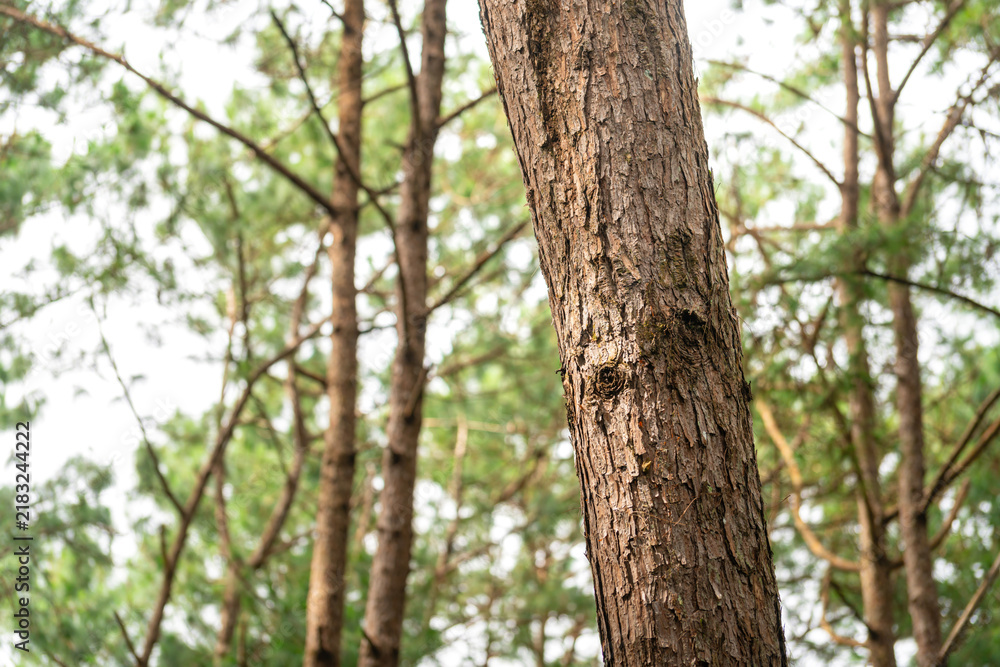 Fototapeta premium Pine tree trunks in a natural forest, showcasing detailed rough brown bark textures with blurred woodland in the background.