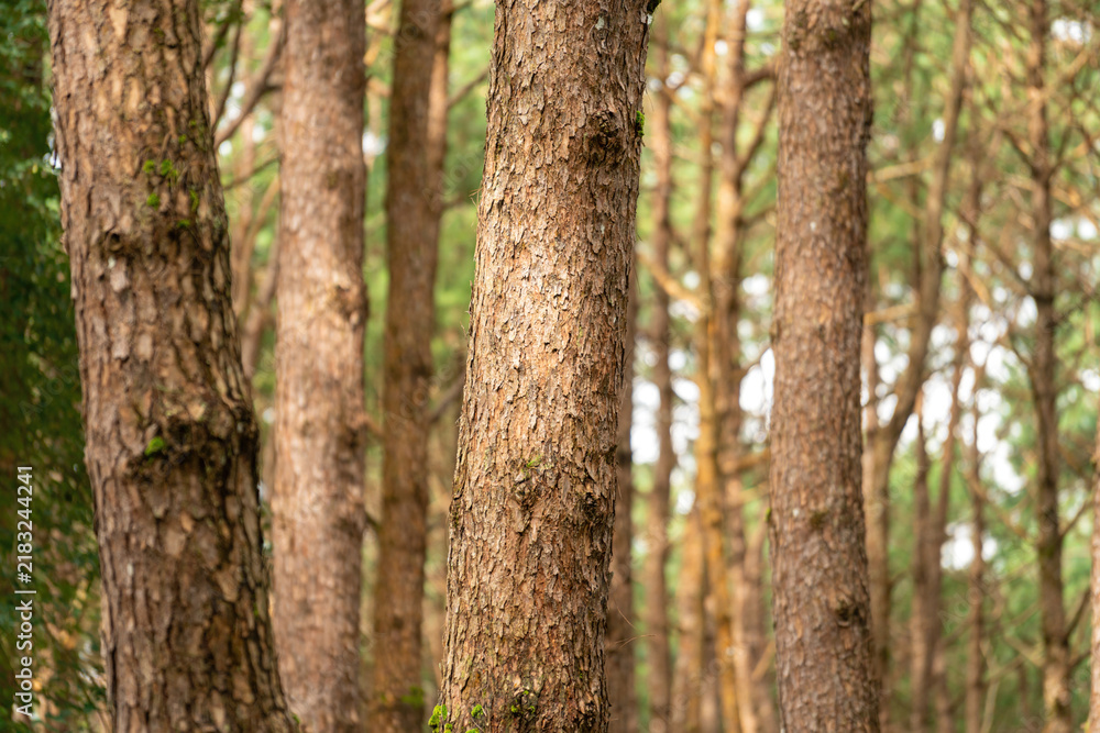 Obraz premium Pine tree trunks in a natural forest, showcasing detailed rough brown bark textures with blurred woodland in the background.