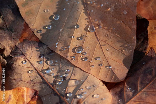 Autumn leaves with water droplets on brown fallen leaves macro texture for se...