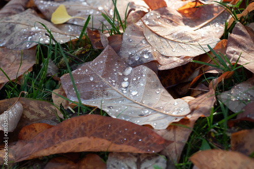Macro view of a fallen autumn leaf covered in dew drops among wet grass and f...