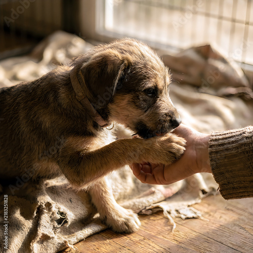 Small rescue puppy placing paw on human hand for comfort and trust.