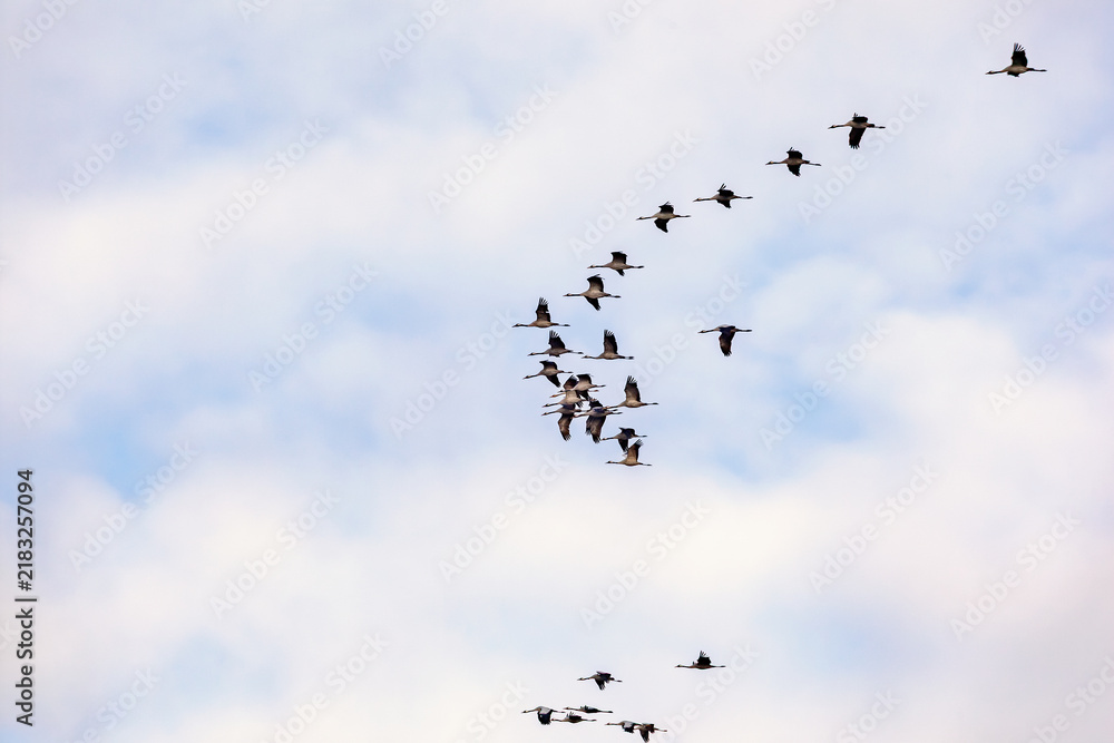 Fototapeta premium Migrating Cranes flying in V‑formation under cloudy sky