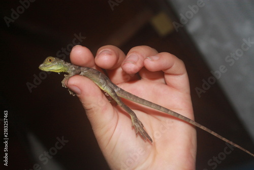 anolis esbelto 