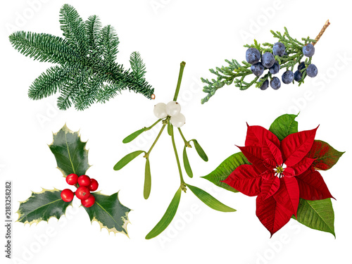 Christmas plants and festive branches isolated transparent png