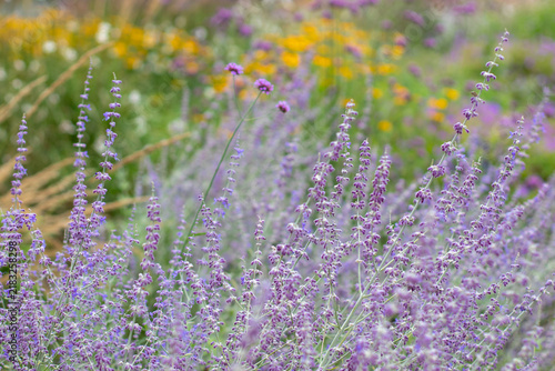 Lavender Russian sage flowers in foreground of a naturalistic perennial garden