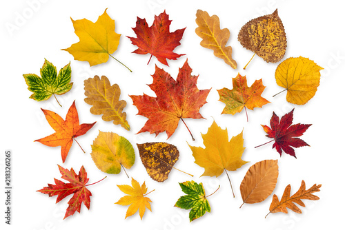 Autumn leaves collection isolated transparent png