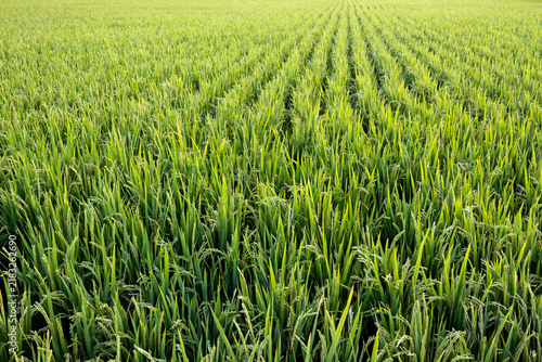 Картината върху платно Ripening Rice in a Paddy Field