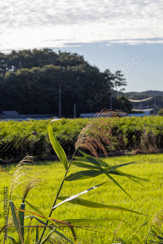 Fotografie Swaying Reeds Between Rural Rice Fields