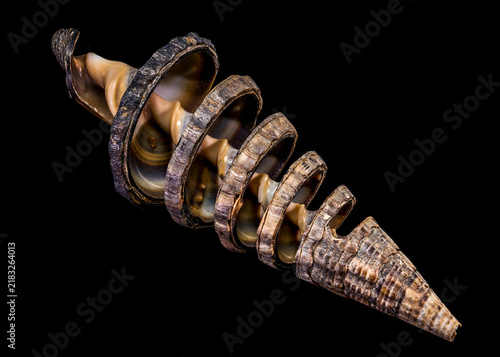 Macro Shot Of Cross Section Spiral Seashell On Black Background