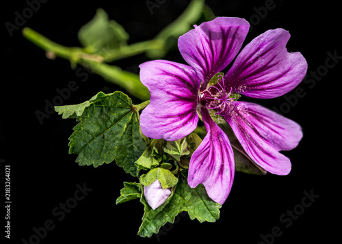 Purple mallow flower with green leaves on black background