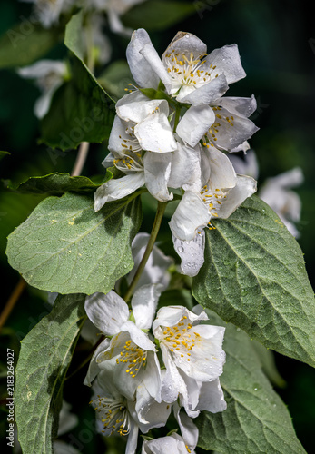Beautiful Blooming White Jasmine Flowers with Water Drops in Garden