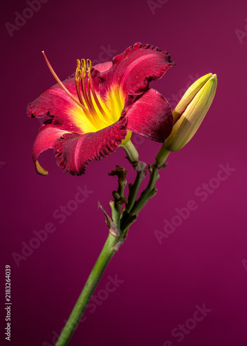 Burgundy daylily flower with unopened bud on vibrant purple background