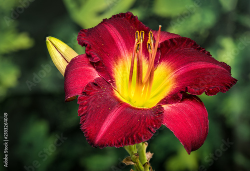 Vibrant Burgundy Daylily Flower with Yellow Center and Bud