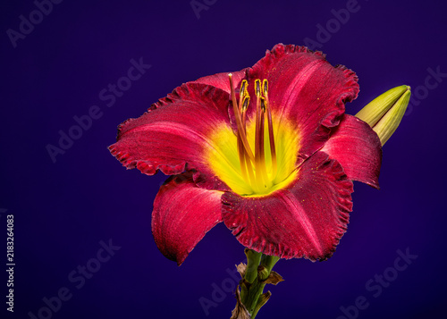 Vibrant Burgundy Daylily Flower on Studio Purple Background