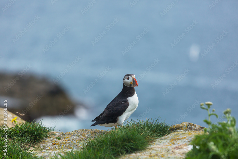 Fototapeta premium Puffin