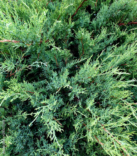 Foto The photograph shows the dense needles of a coniferous shrub, which in its external features most closely resembles juniper (probably Juniperus sabina or Juniperus horizontalis)