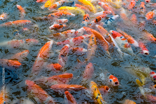 Fotografie A Lively School of Koi Carp: A vibrant underwater scene filled with a multitude of colorful koi carp swimming closely together in clear, rippling water, showcasing their beautiful scales and patterns
