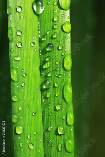 фотографія Close-Up of Dew Drops on Vibrant Green Leaf Showing Natural Freshness