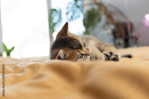 Fotografía Young kitten playing with a toy on a soft blanket in a cozy home setting