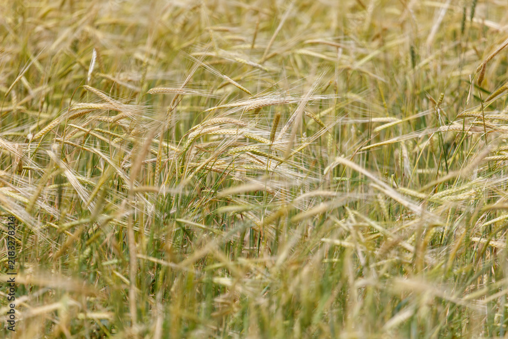 Obraz premium Golden wheat stalks sway gently in a field