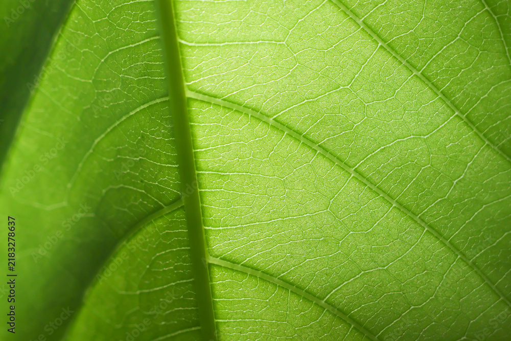 Obraz premium Green leaf texture detailed vein pattern natural backlight fresh botanical macro closeup revealing translucent surface, organic structure, foliage detail, and lush plant background