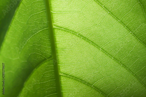 Green leaf texture detailed vein pattern natural backlight fresh botanical macro closeup revealing translucent surface, organic structure, foliage detail, and lush plant background
