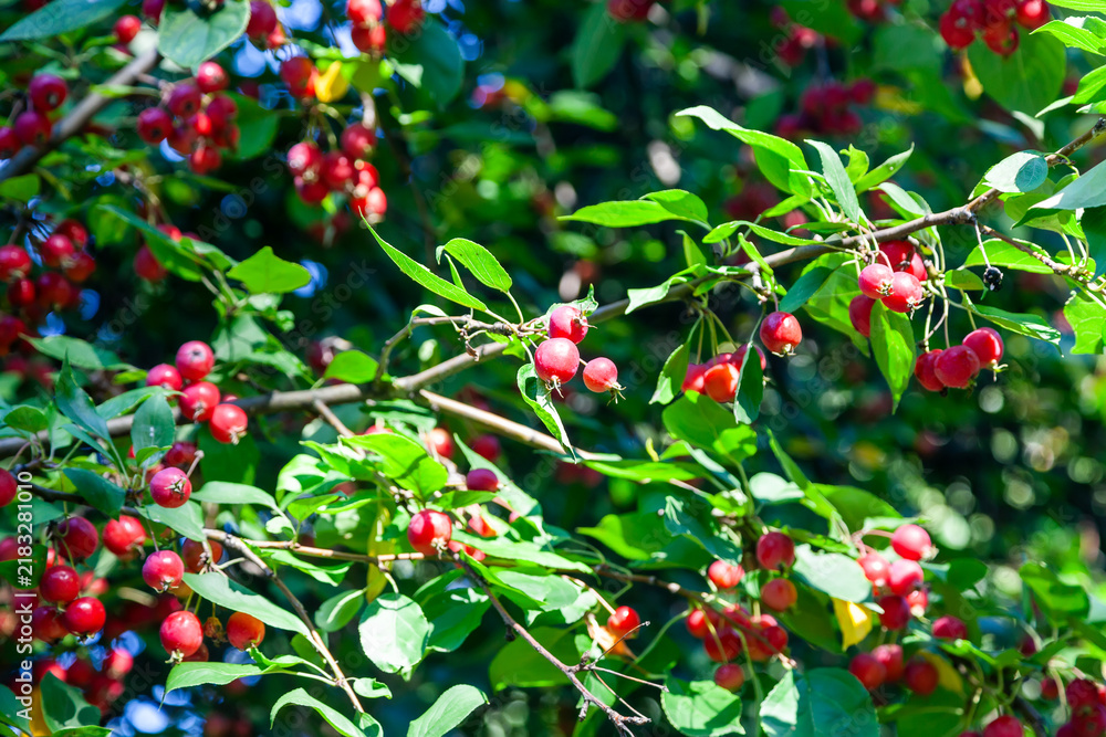 Obraz premium Wild crabapple tree with red apples