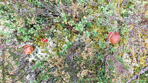 Foto Wild porcini mushrooms and red lingonberries growing together among green shrubs and lichen on boreal forest floor, autumn forest scene, nordic wild harvest, organic food gathering