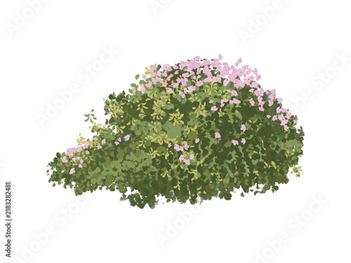 Blooming Pink Flower Bush Shrub Vector Illustration Isolated