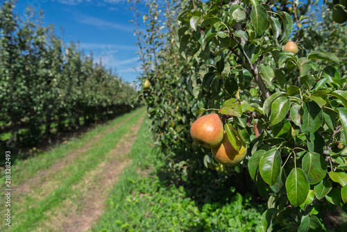 ripe pears in a pear orchard
