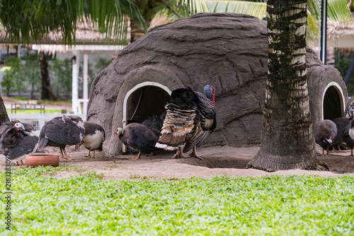 Fotografía Turkeys in a Zoo Enclosure: A flock of turkeys gathers around a rustic enclosure, some pecking at food while others stand alert near palm trees