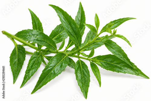 Fresh Green Andrographis Leaf