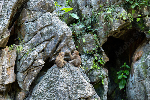 Canvas Print Monkey family, limestone rock, tropical cave, green foliage, rugged cliff, prima