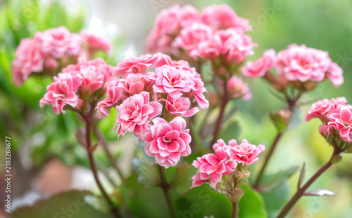 closeup on pink double flowers of a mother-of-thousand,kalanchoe succulent pl...