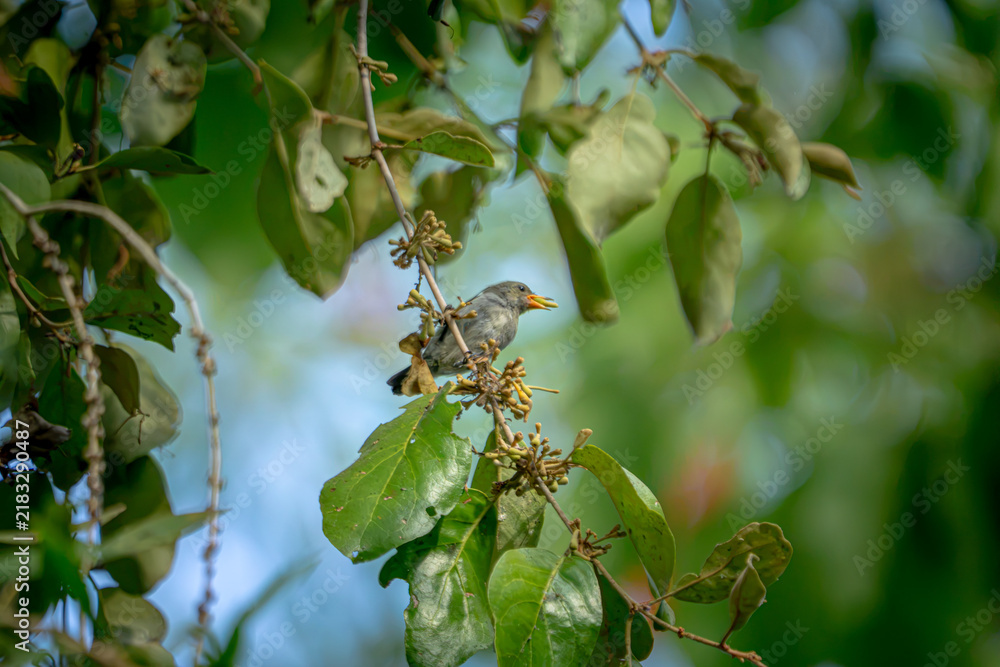 Fototapeta premium Dicaeum trochileum (Scarlet-headed flowerpecker, Burung cabe, Cabai Jawa). The bird is endemic to a few islands of the archipelago of Indonesia.