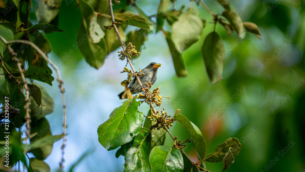 Obraz premium Dicaeum trochileum (Scarlet-headed flowerpecker, Burung cabe, Cabai Jawa). The bird is endemic to a few islands of the archipelago of Indonesia.