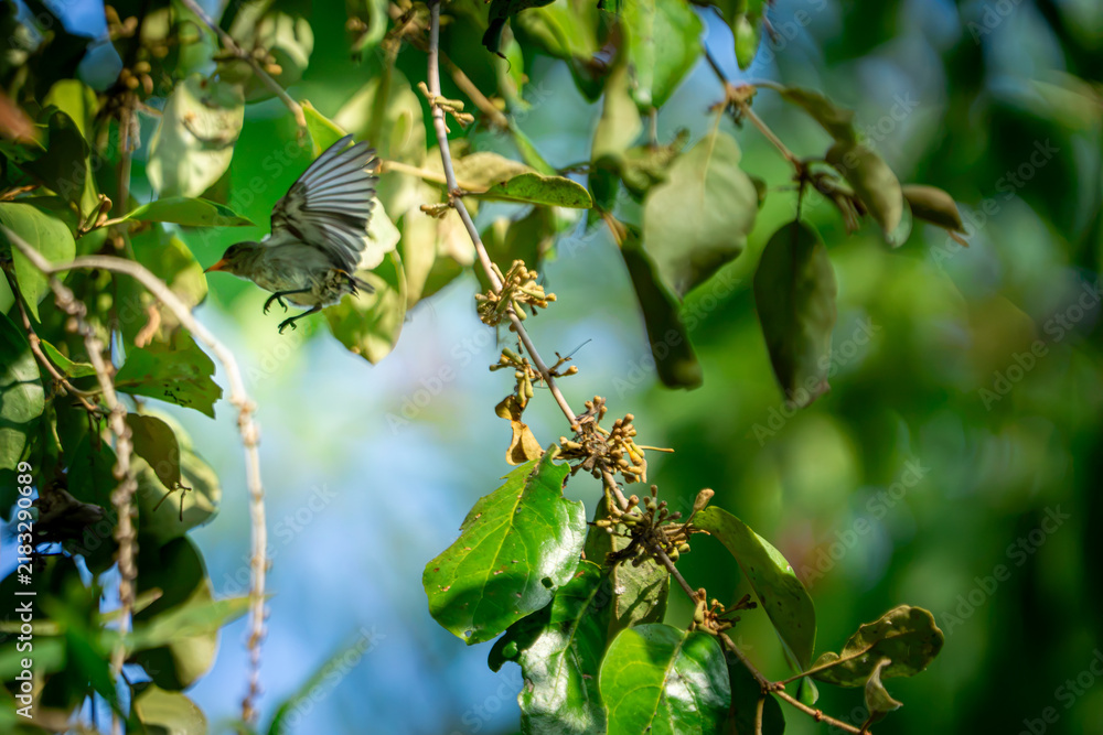 Fototapeta premium Dicaeum trochileum (Scarlet-headed flowerpecker, Burung cabe, Cabai Jawa). The bird is endemic to a few islands of the archipelago of Indonesia.