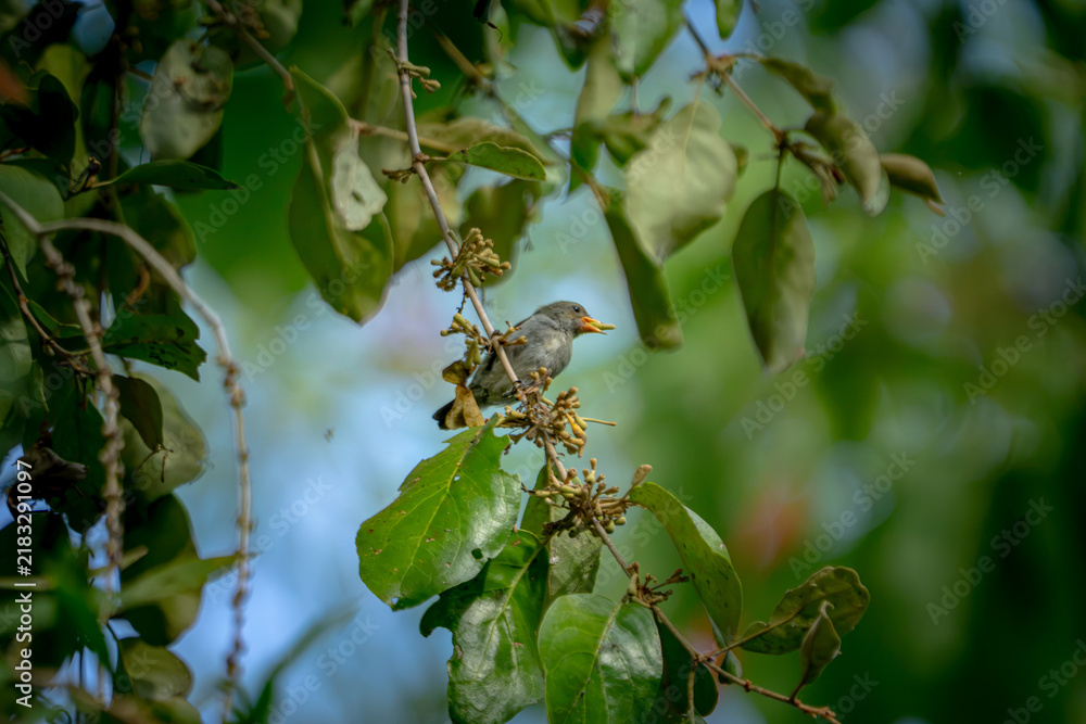 Fototapeta premium Dicaeum trochileum (Scarlet-headed flowerpecker, Burung cabe, Cabai Jawa). The bird is endemic to a few islands of the archipelago of Indonesia.