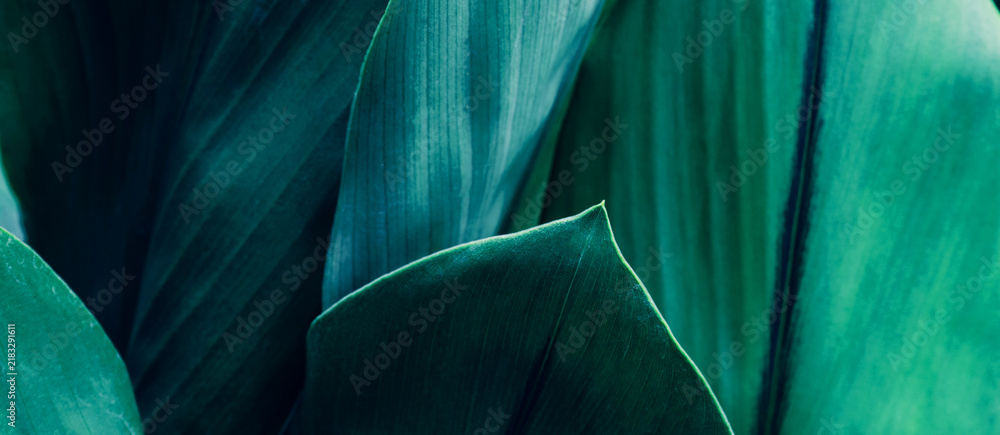 Obraz premium abstract tropical leaf textures on dark tone, natural green background.