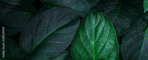abstract tropical leaf textures on dark tone, natural green background.