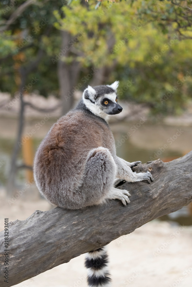 Fototapeta premium A side view of the ring-tailed lemur (Lemur catta) 