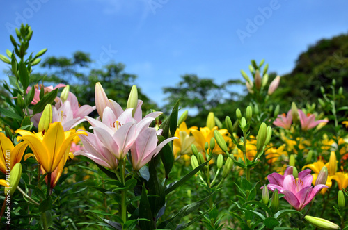 Fototapeta ピンク、黄色のユリが咲く初夏の花畑