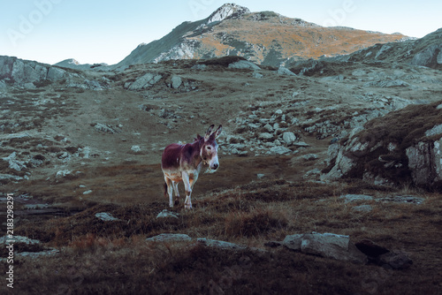 Obraz na płótnie Lonely donkey standing on a rugged rocky mountain plateau
