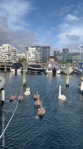 Beautiful family of swans, including two adults and several cygnets, gracefully swimming among moored boats in the modern harbor of Sydhavn, Copenhagen, on a lovely day - stock video