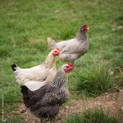 Canvastavla Three free-range laying hens on grassy pasture, showing different plumage colors, outdoor poultry keeping, natural foraging and small-scale egg farming