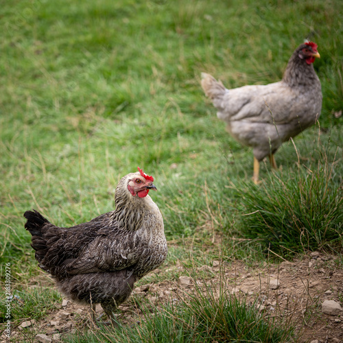 Konstfotografi Two free-range hens on grassy pasture, with a detailed silver-gray hen in the foreground and a blue-gray chicken behind, representing outdoor poultry farming and egg production