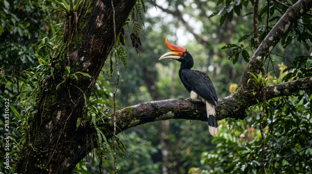 Fototapeta premium Rhinoceros hornbill perched on a tree branch. Exotic tropical bird in natural rainforest.