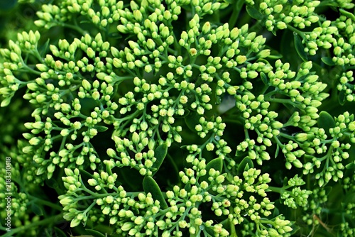 Foto Hylotelephium spectabile, a sedum inflorescence with unopened flower buds