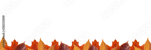 Autumn leaves horizontal bottom border header for website banner advertisement flyer and seasonal sale promotion